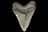 Serrated, Fossil Megalodon Tooth - South Carolina #149151-1